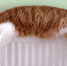 <a href="http://liveangarsk.ru/files/news/485359/ab2-p1bvs34ia017o81vel1hgk1uba17eb4.gif">Скачать оригинал</a> - LiveAngarsk.Ru
